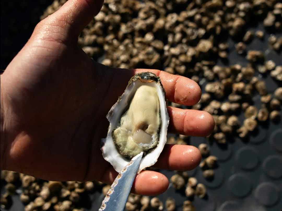 Responsabilité et tradition familiale